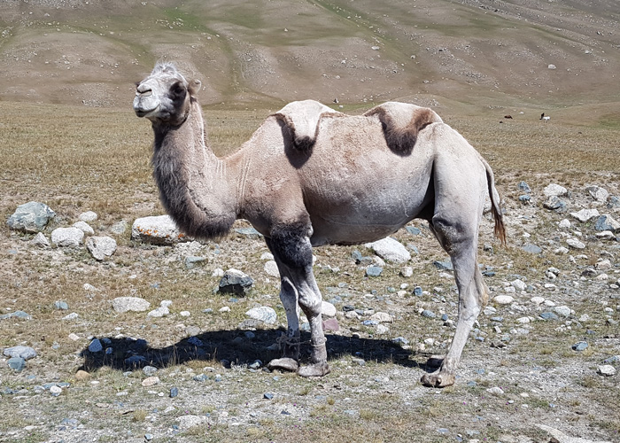 Kirghisistan 700×500 (99)